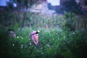 Jasmine Harvest Season In Egypt