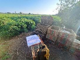 Jasmine Harvest Season In Egypt