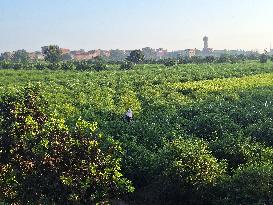 Jasmine Harvest Season In Egypt