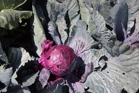 Agriculture In Canada - Cabbage