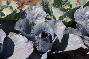 Agriculture In Canada - Cabbage