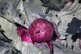 Agriculture In Canada - Cabbage