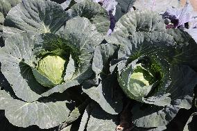 Agriculture In Canada - Cabbage