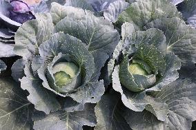 Agriculture In Canada - Cabbage