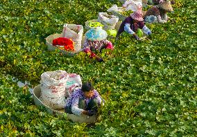 Aquatic Vegetables Harvest in Taizhou