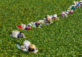 Aquatic Vegetables Harvest in Taizhou