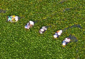 Aquatic Vegetables Harvest in Taizhou