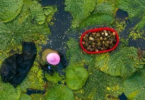 Aquatic Vegetables Harvest in Taizhou