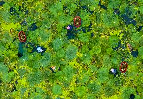 Aquatic Vegetables Harvest in Taizhou