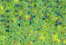 Aquatic Vegetables Harvest in Taizhou