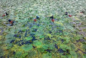 Aquatic Vegetables Harvest in Taizhou