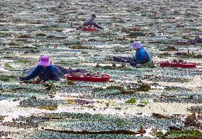 Aquatic Vegetables Harvest in Taizhou