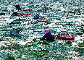 Aquatic Vegetables Harvest in Taizhou