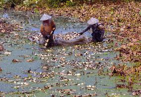 Aquatic Vegetables Harvest in Taizhou