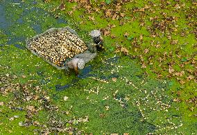 Aquatic Vegetables Harvest in Taizhou