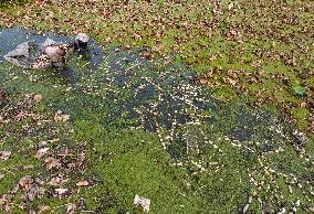 Aquatic Vegetables Harvest in Taizhou