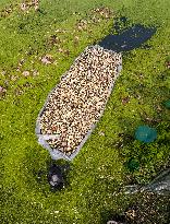 Aquatic Vegetables Harvest in Taizhou