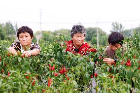 A Chili Planting Base in Suqian