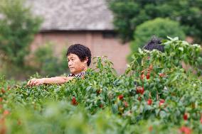 A Chili Planting Base in Suqian