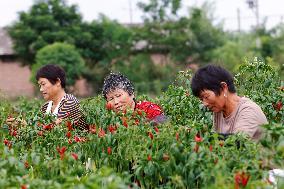 A Chili Planting Base in Suqian