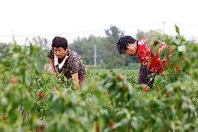 A Chili Planting Base in Suqian