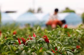 A Chili Planting Base in Suqian