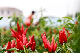 A Chili Planting Base in Suqian