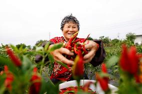 A Chili Planting Base in Suqian