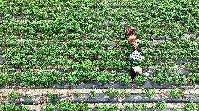 A Chili Planting Base in Suqian