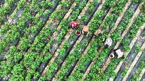 A Chili Planting Base in Suqian