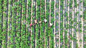 A Chili Planting Base in Suqian