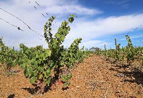 Climate change continues to harm wine production in Catalonia