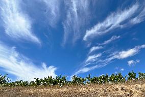 Climate change continues to harm wine production in Catalonia