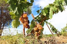 Climate change continues to harm wine production in Catalonia