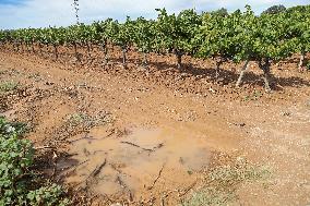 Climate change continues to harm wine production in Catalonia