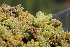 Climate change continues to harm wine production in Catalonia