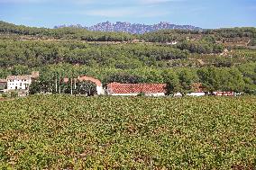 Climate change continues to harm wine production in Catalonia