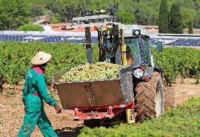 Climate change continues to harm wine production in Catalonia