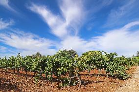 Climate change continues to harm wine production in Catalonia