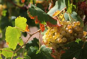 Climate change continues to harm wine production in Catalonia