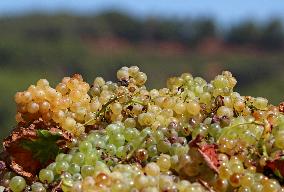 Climate change continues to harm wine production in Catalonia