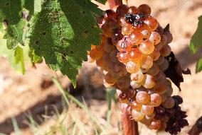 Climate change continues to harm wine production in Catalonia