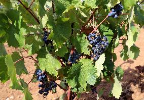 Climate change continues to harm wine production in Catalonia