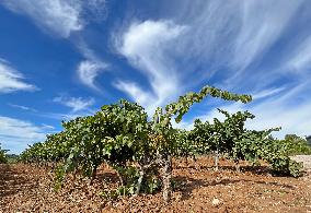 Climate change continues to harm wine production in Catalonia