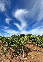 Climate change continues to harm wine production in Catalonia