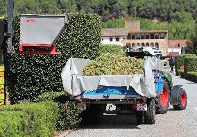 Climate change continues to harm wine production in Catalonia