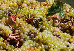 Climate change continues to harm wine production in Catalonia