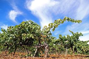 Climate change continues to harm wine production in Catalonia