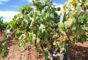 Climate change continues to harm wine production in Catalonia