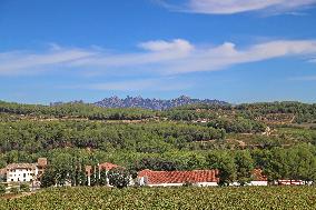 Climate change continues to harm wine production in Catalonia